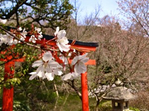 Sakura